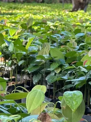 කුරුදු පැළ