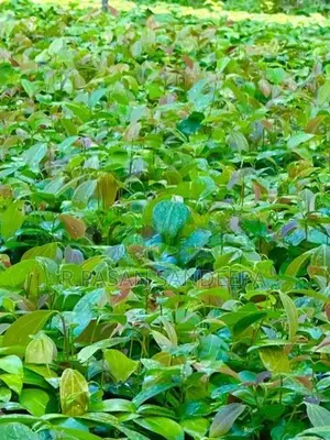 කුරුදු පැළ