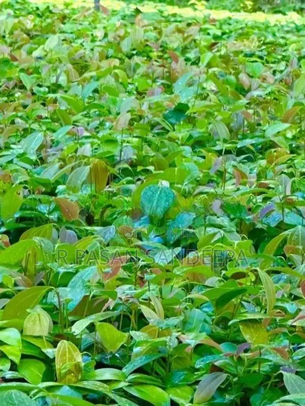 කුරුදු පැළ