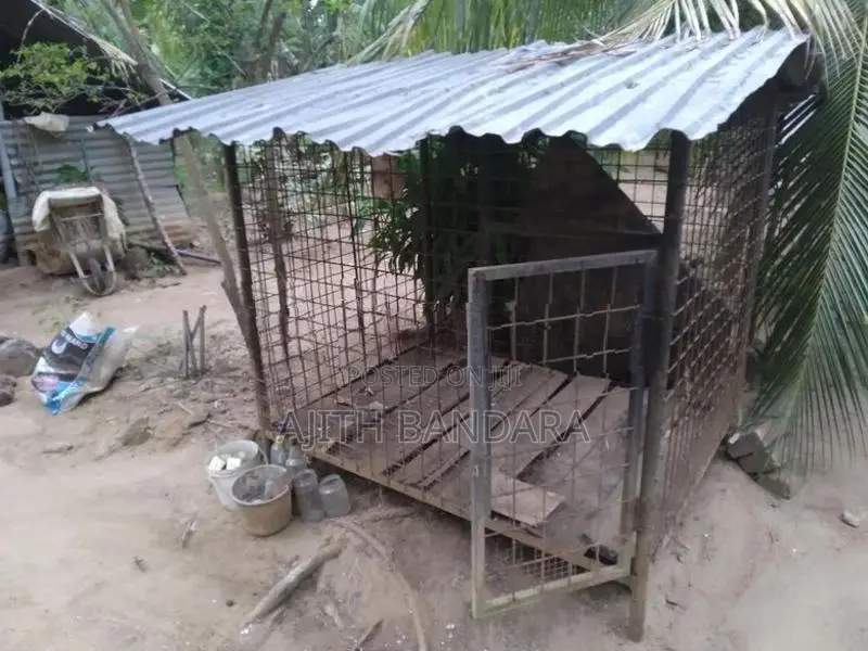 බලු කූඩුවක්