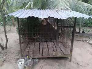 බලු කූඩුවක්