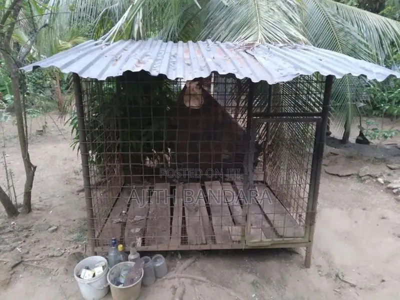 බලු කූඩුවක්