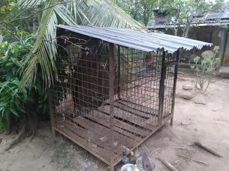 බලු කූඩුවක්