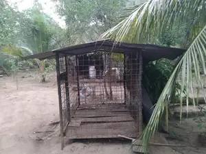 බලු කූඩුවක්