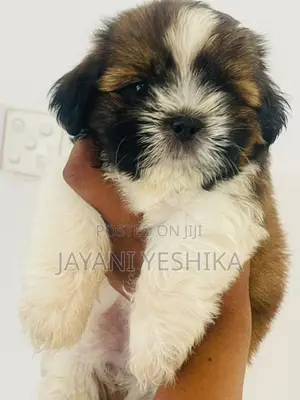 Shih Tzu Puppies