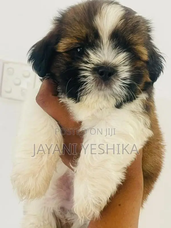 Shih Tzu Puppies