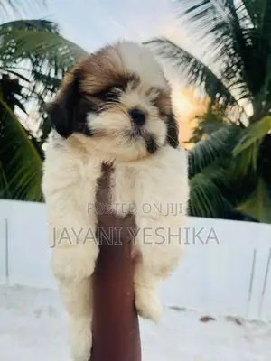 Shih Tzu Puppies