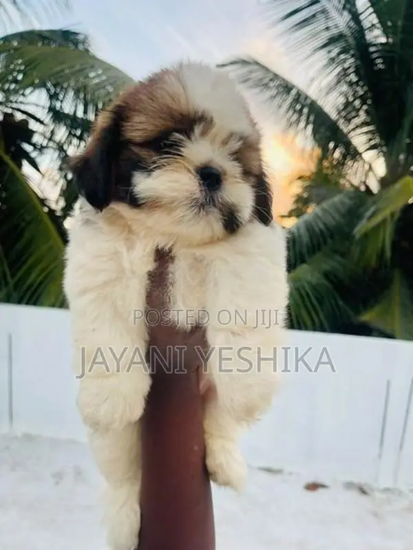 Shih Tzu Puppies