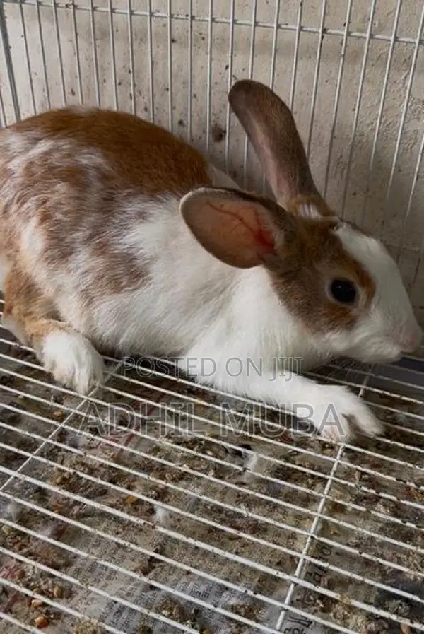 Rabbit Pair