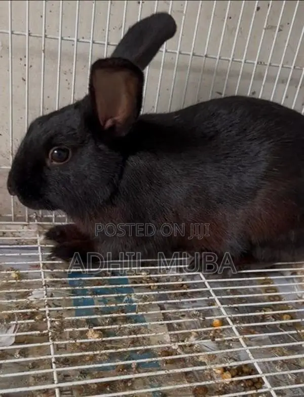 Rabbit Pair