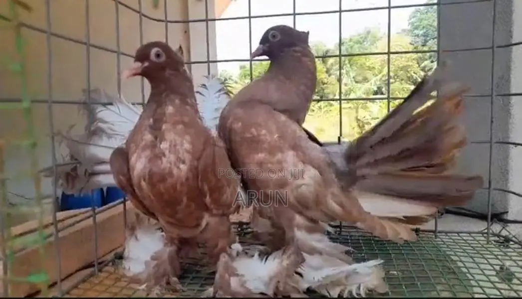 Chocolate Fantail Young Set