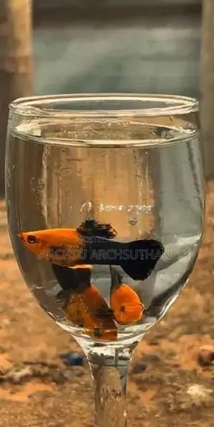 Aquarium Fish