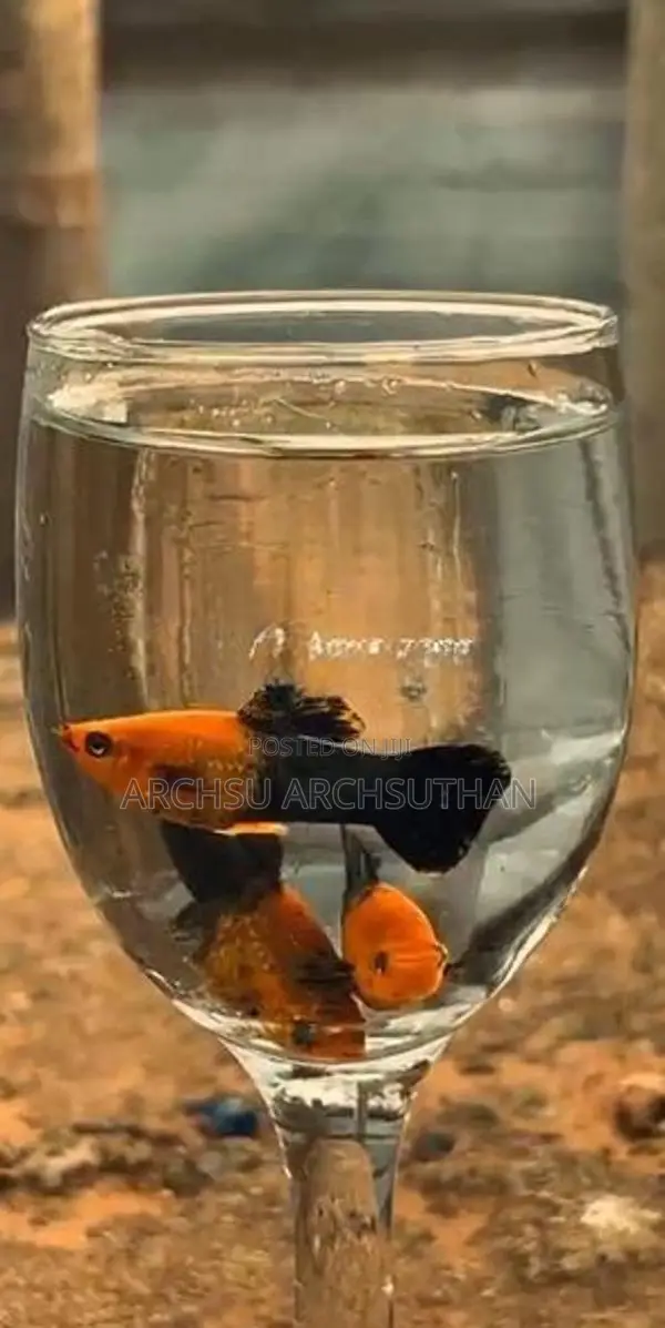 Aquarium Fish