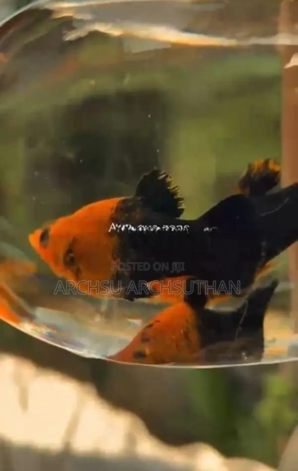 Aquarium Fish