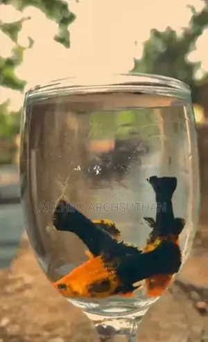 Aquarium Fish
