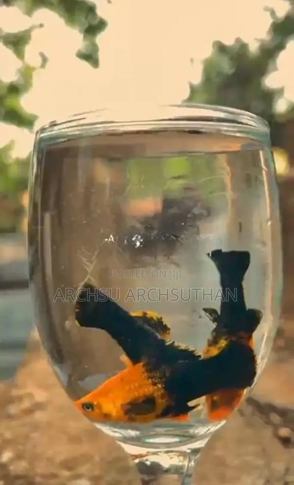 Aquarium Fish
