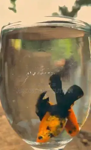 Aquarium Fish