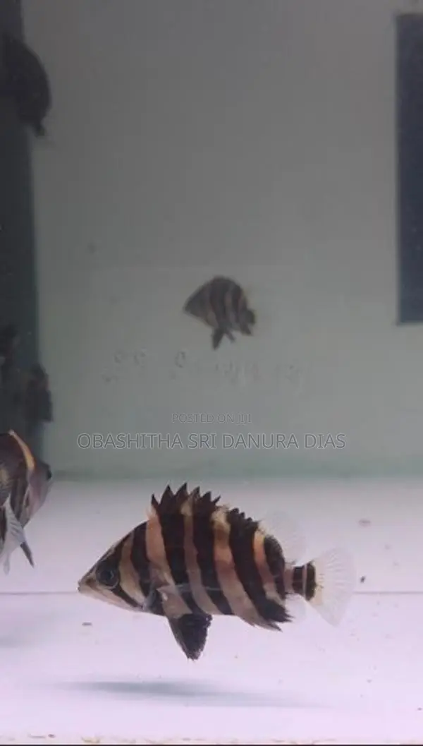 Indo Tiger Fish