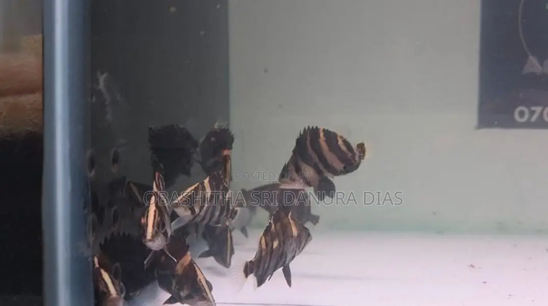 Indo Tiger Fish