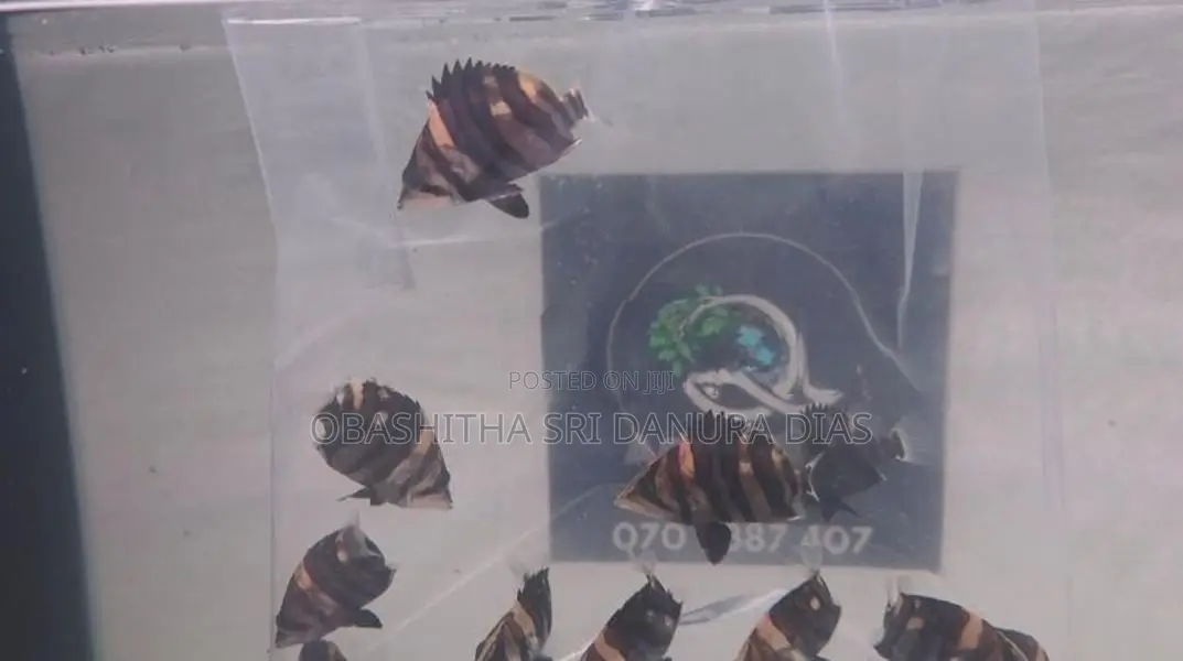 Indo Tiger Fish