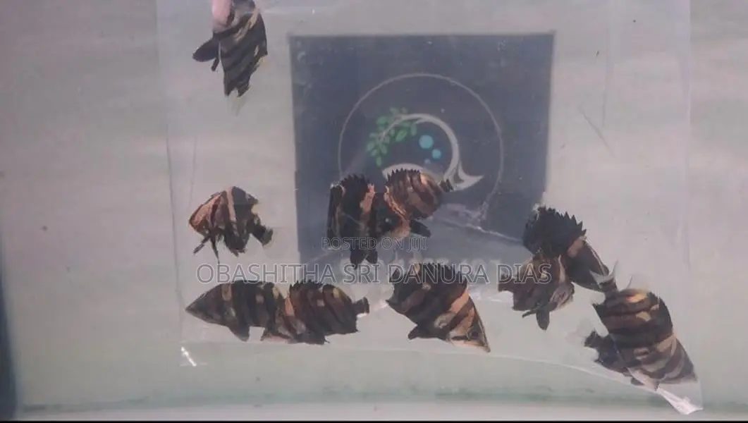 Indo Tiger Fish
