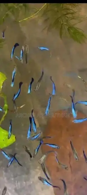 Guppy Fishes