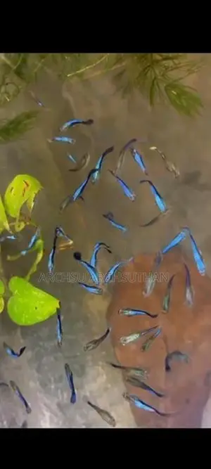 Guppy Fishes