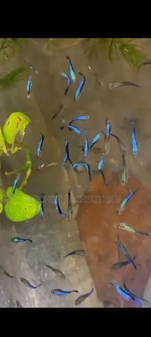 Guppy Fishes