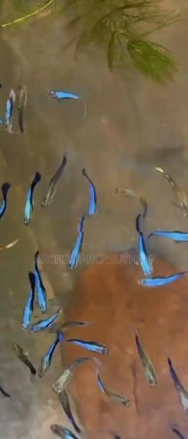Guppy Fishes