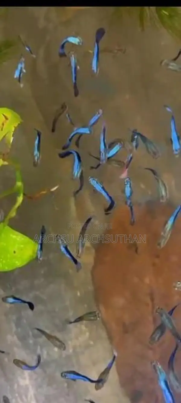 Guppy Fishes