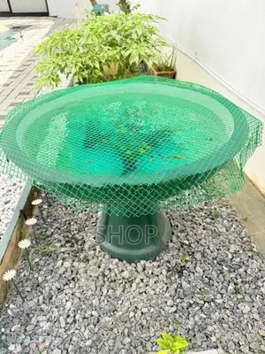 Carp Moli Fish with Pond