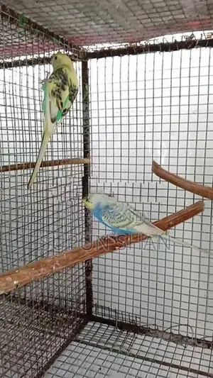 Love Birds