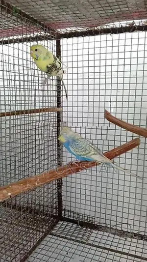Love Birds
