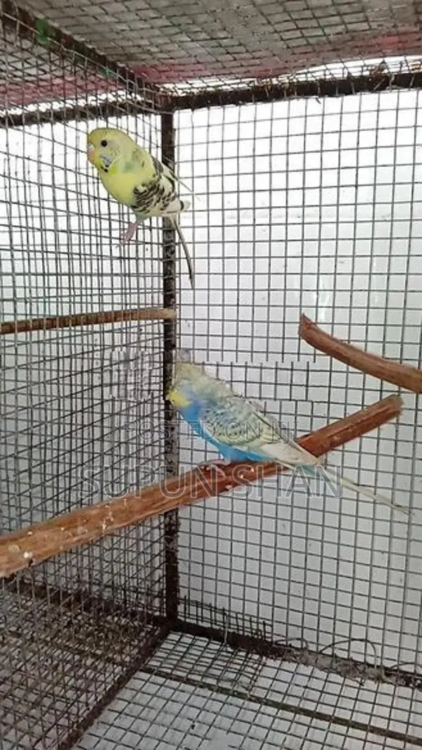 Love Birds