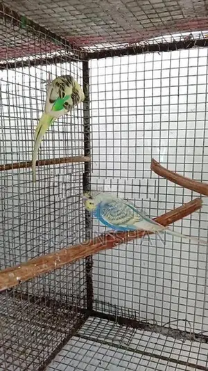 Love Birds