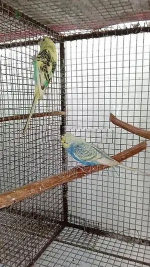 Love Birds