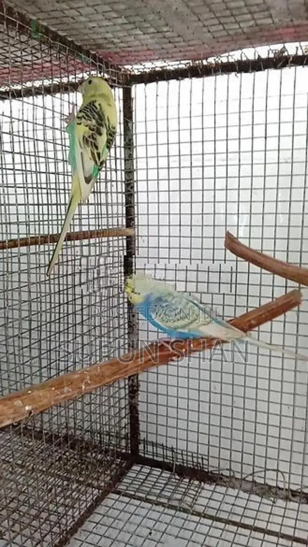 Love Birds