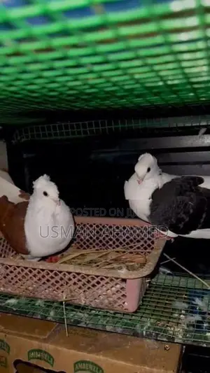 Pigeon Pair