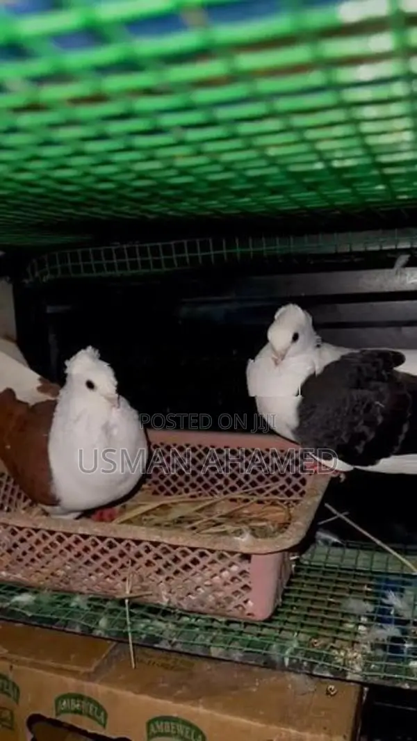 Pigeon Pair