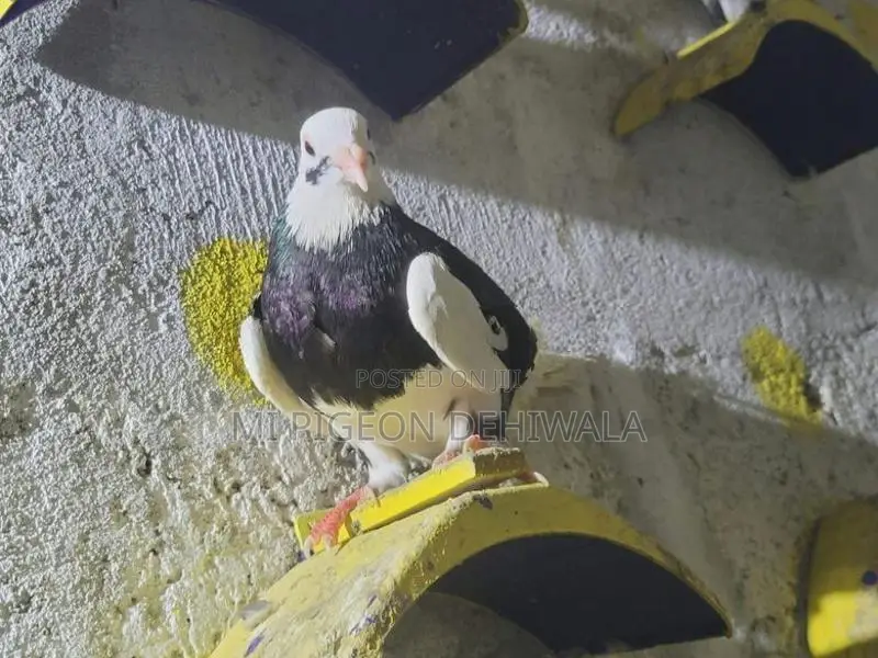 Pigeons