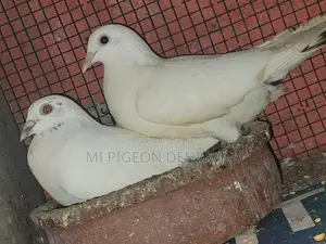Pigeons