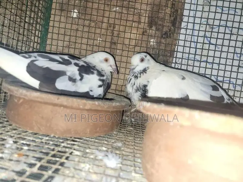 Pigeons