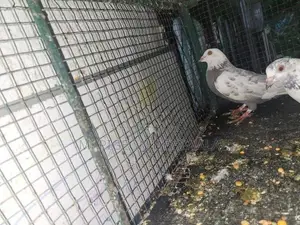 Pigeons
