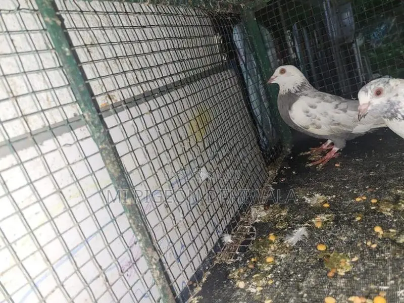 Pigeons