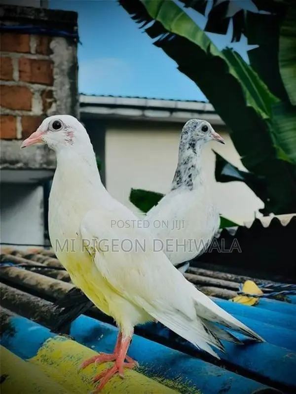 Pigeons