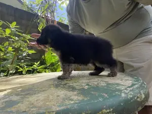 German Shepherd Female Puppies