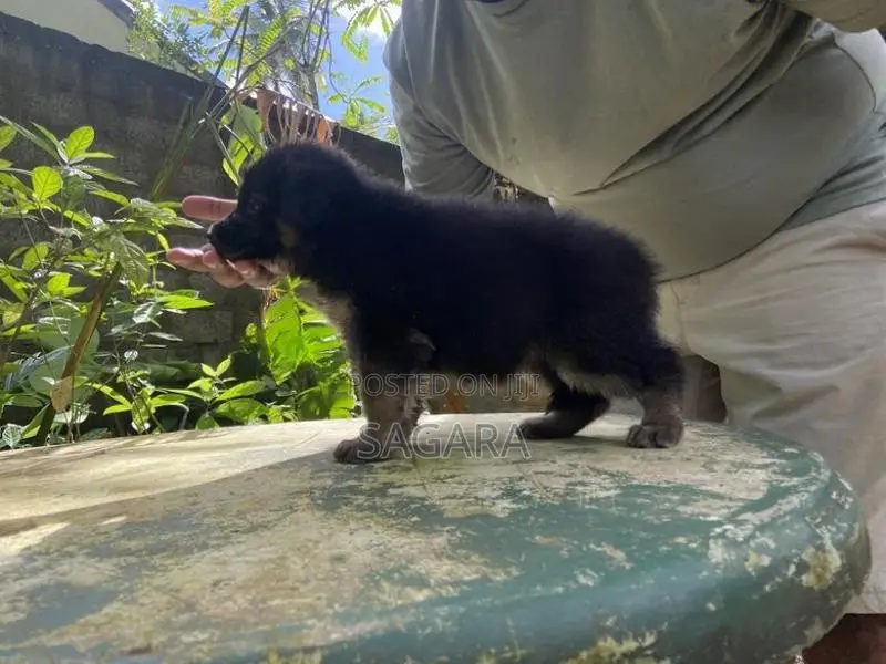 German Shepherd Female Puppies