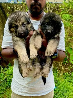 German Shepherd Female Puppies