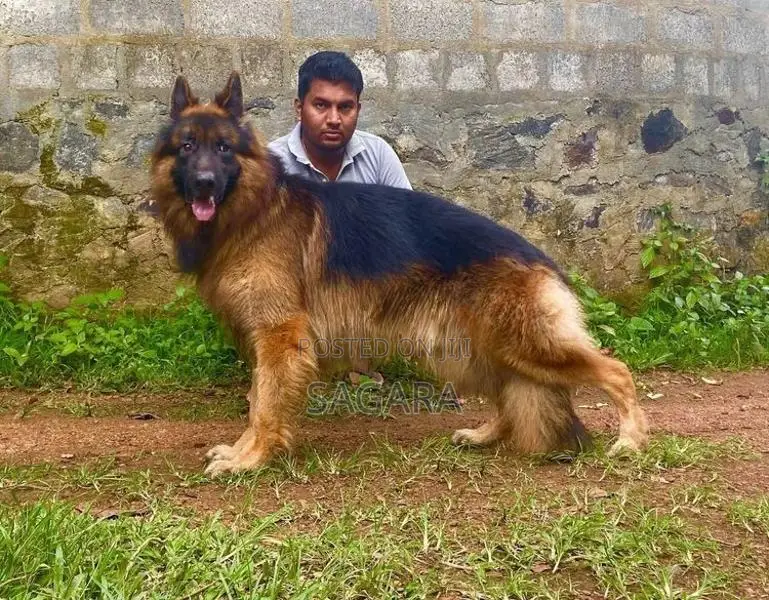 German Shepherd Female Puppies