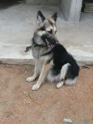 German Shepherd Female Puppies